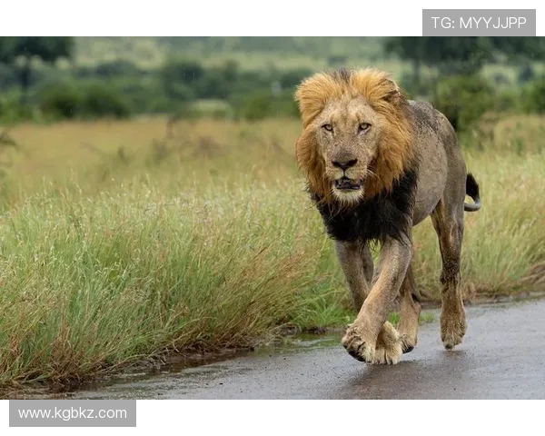 非洲雄狮崛起:揭示大草原背后的王者崛起与生态变革 - 副本 (2) - 副本 非洲雄狮崛起:揭示大草原背后的王者崛起与生态变革 - 副本 (2) - 副本